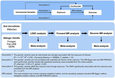 Genetic associations between gut microbiota and allergic rhinitis: an LDSC and MR analysis